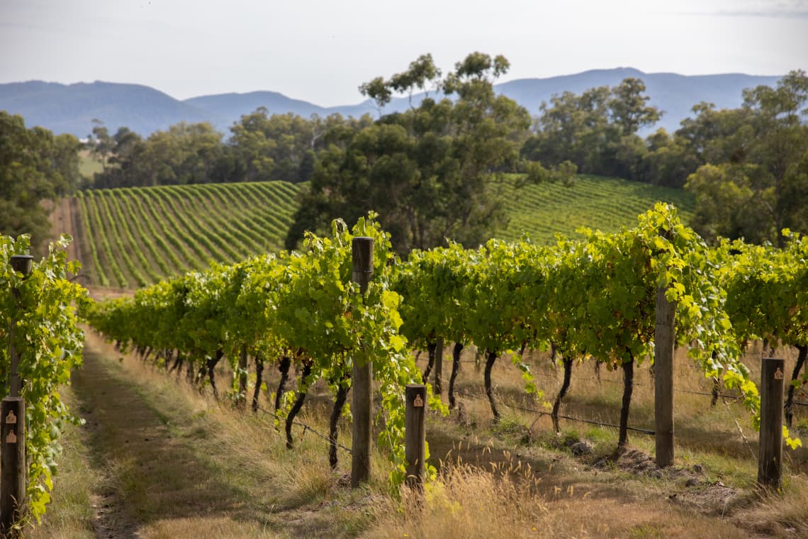 Lone Star Creek Vineyard